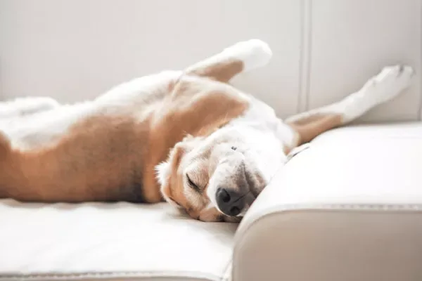 CBD Gelenke plus Snacks | Hunde | Gelenksschutz