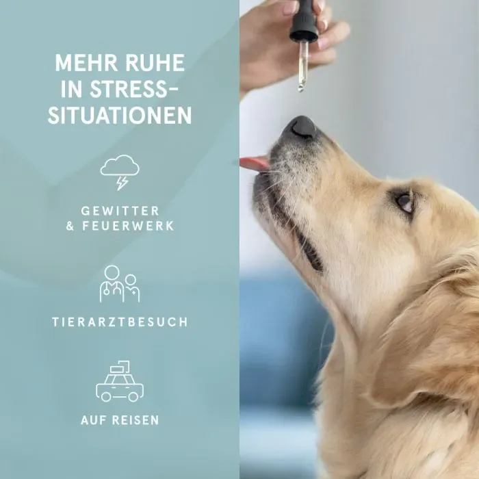 CBD Hanföl für Hunde 10%