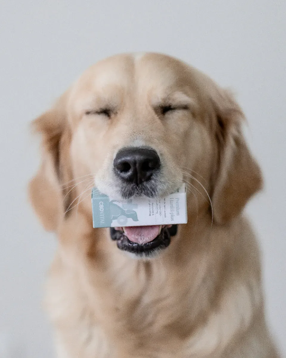 CBD Hanföl für Hunde 10%