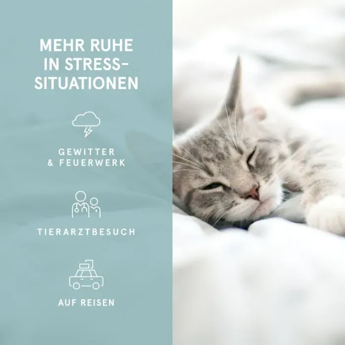 CBD Hanföl für Katzen 10ml