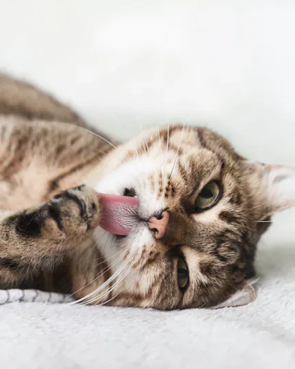CBD Hanföl für Katzen 10ml